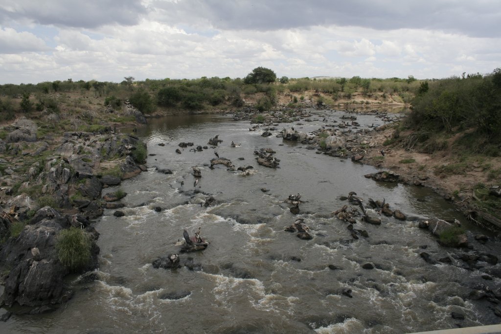 13-Corpses of wildebeests in the Mara River.jpg - Corpses of wildebeests in the Mara River